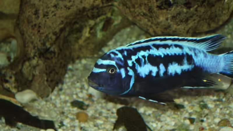 Userbild von Frank Seifarth von Frank Seifarth (30)