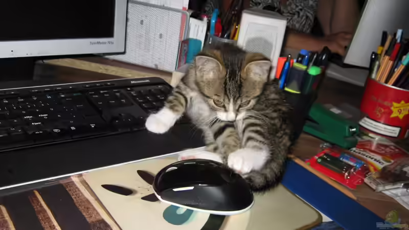 Userbild von frank64 von frank64 (4)