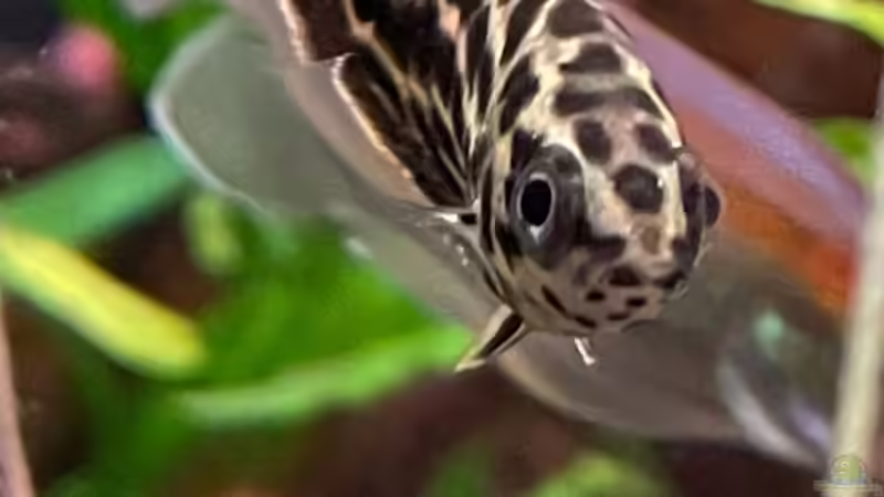 Userbild von Franne von Franne (35)