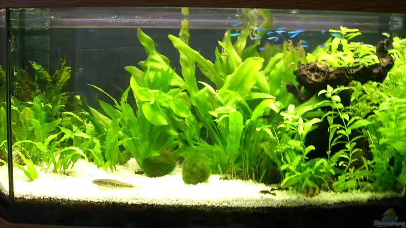 Userbild von Fransenlippler von Fransenlippler (13)