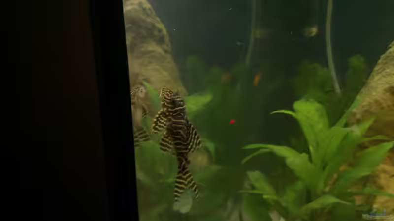 Userbild von Franz Napf von Franz Napf (41)