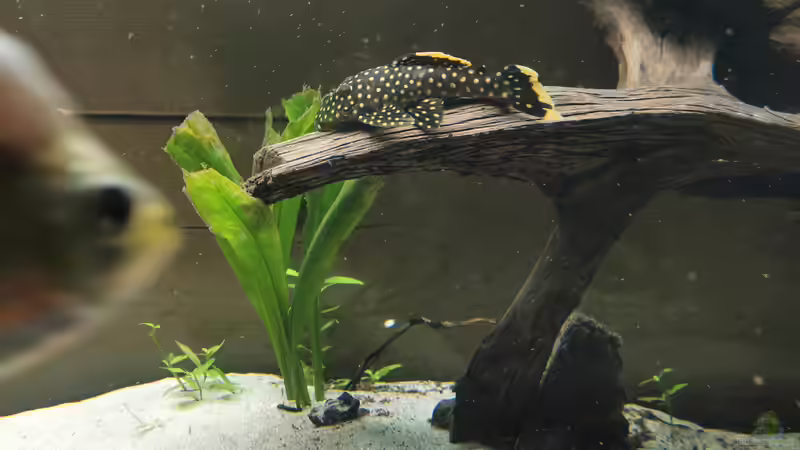 Userbild von Fritz Gartner von Fritz Gartner (31)