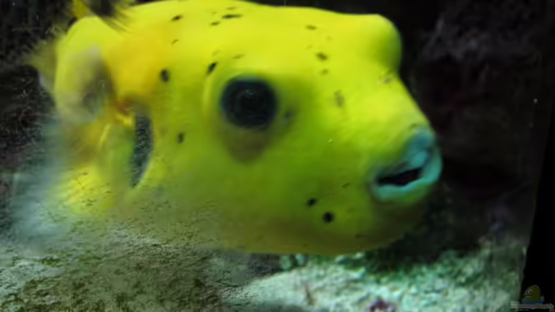 Userbild von garnelenhunter von garnelenhunter (16)