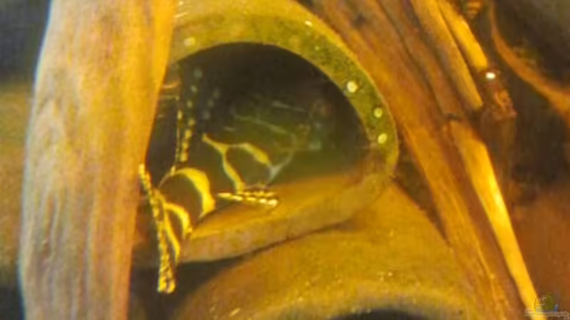 Userbild von Goldi 1977 von Goldi 1977 (4)