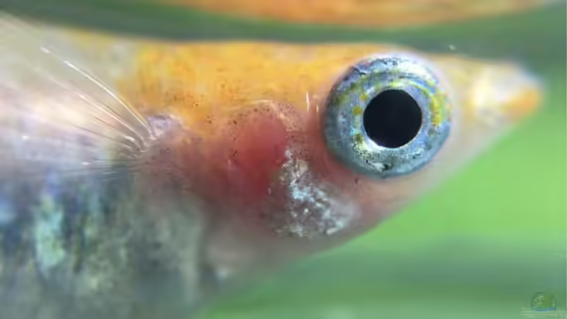 Userbild von Günnis Medaka Refugium von Günnis Medaka Refugium (24)