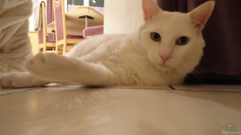 Userbild von Günther Kopf von Günther Kopf (41)