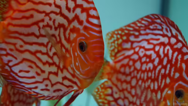 Userbild von Guido Seifert von Guido Seifert (55)