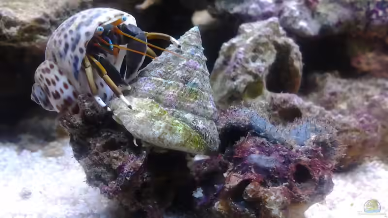 Userbild von Haens84 von Haens84 (45)