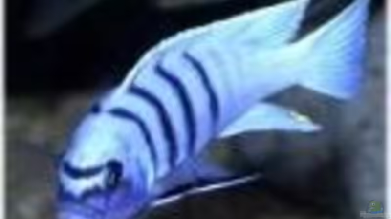 Userbild von Hedylein von Hedylein (8)