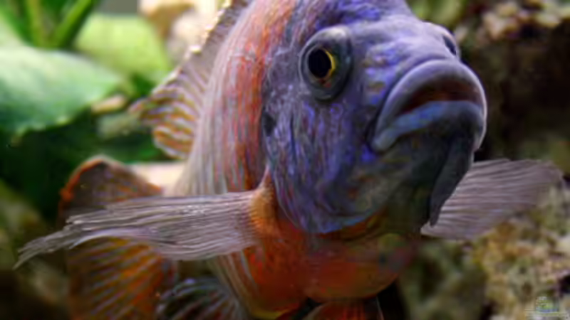 Userbild von HeikoS von HeikoS (20)