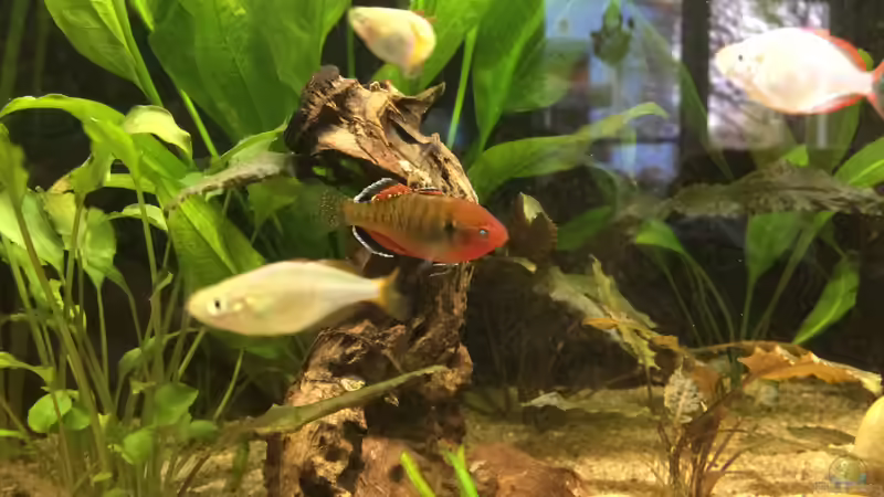 Userbild von herkla von herkla (81)