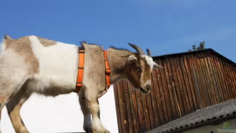 Userbild von holzmichel von holzmichel (16)