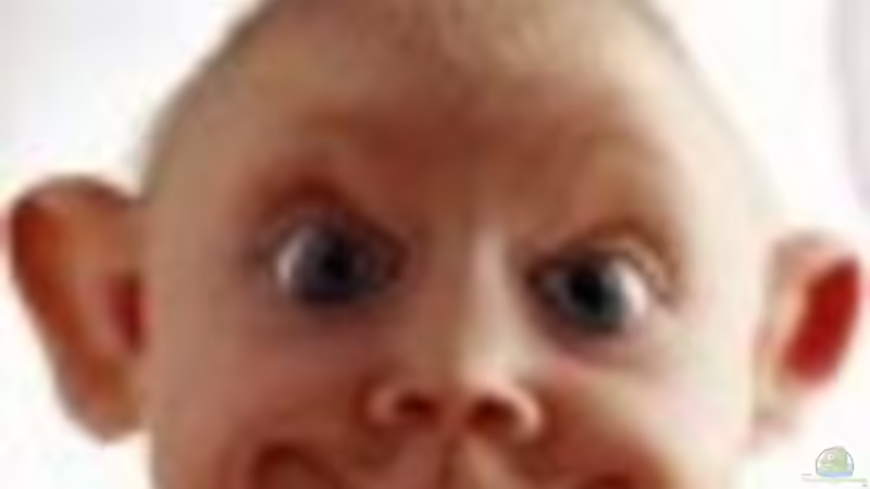 Userbild von Ich bins Volker von Ich bins Volker (18)