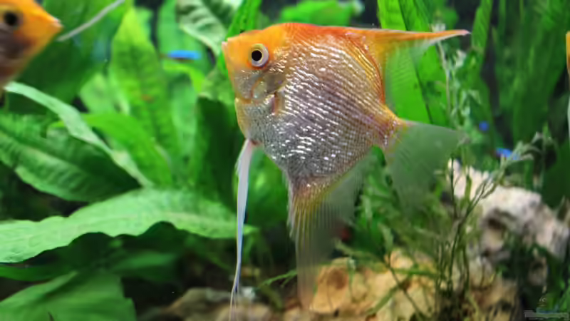 Userbild von Jahack von Jahack (8)