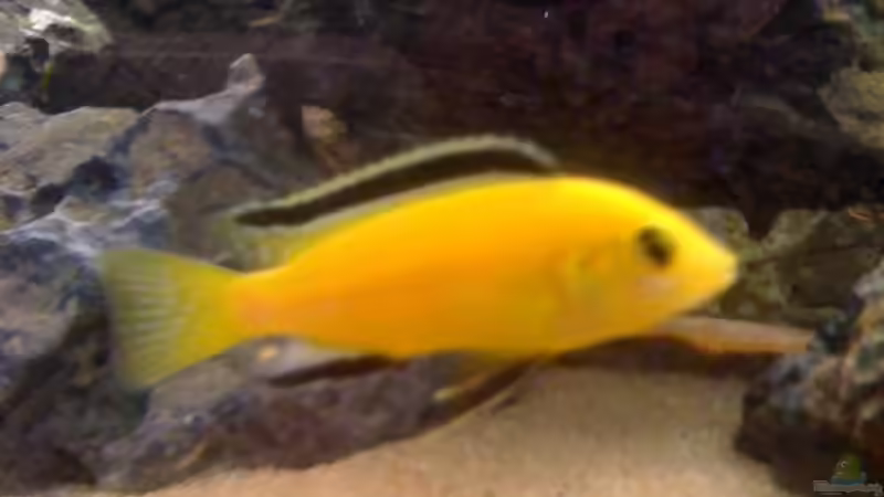 Userbild von janosch von janosch (6)