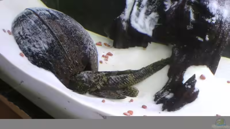 Userbild von Joachim Arrasz von Joachim Arrasz (11)