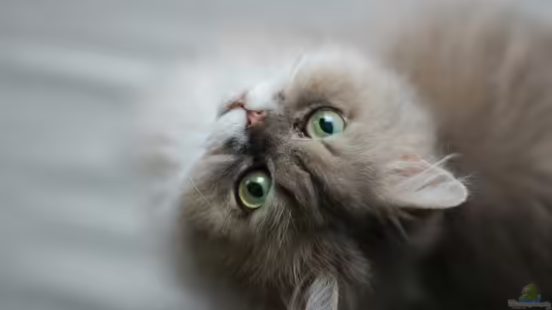 Userbild von Jumi von Jumi (12)