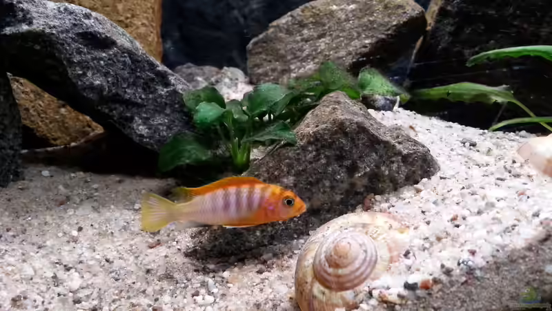 Userbild von junger Aquarianer von junger Aquarianer (66)