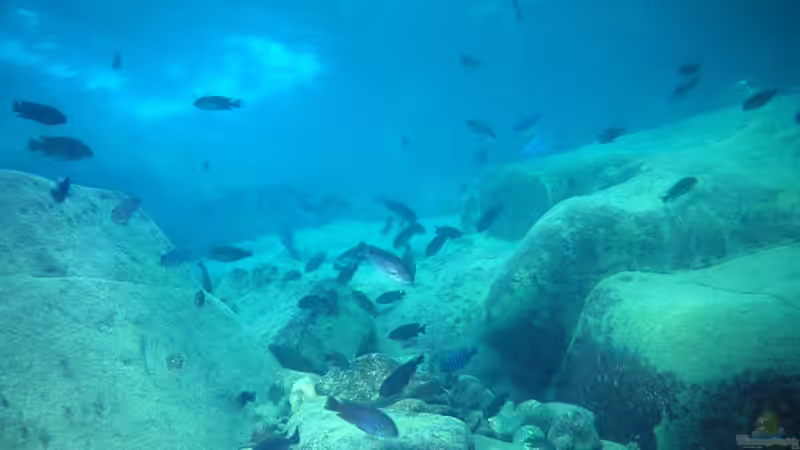 Userbild von Kai Pragal von Kai Pragal (43)