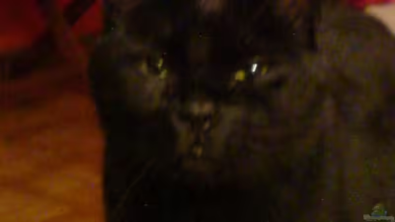 Userbild von Katzenmutti von Katzenmutti (16)