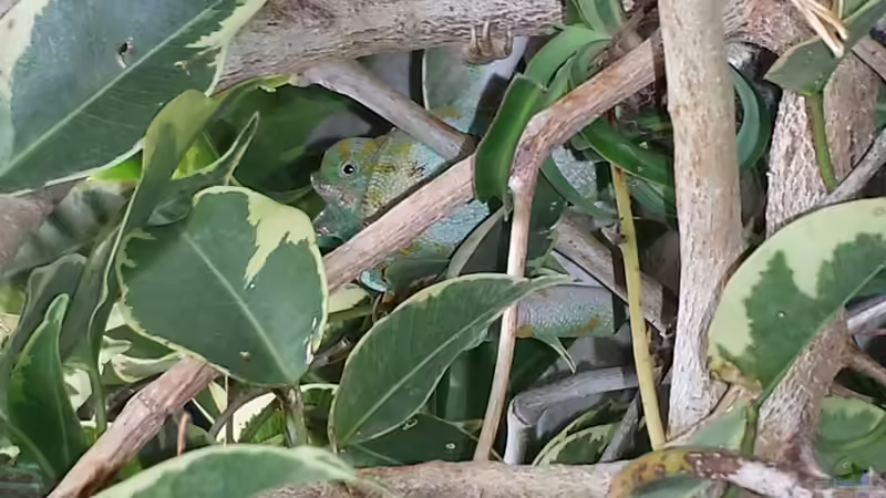 Userbild von Kevin Engelsberger von Kevin Engelsberger (34)