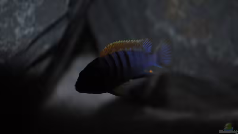 Userbild von Kevin von Kevin (18)