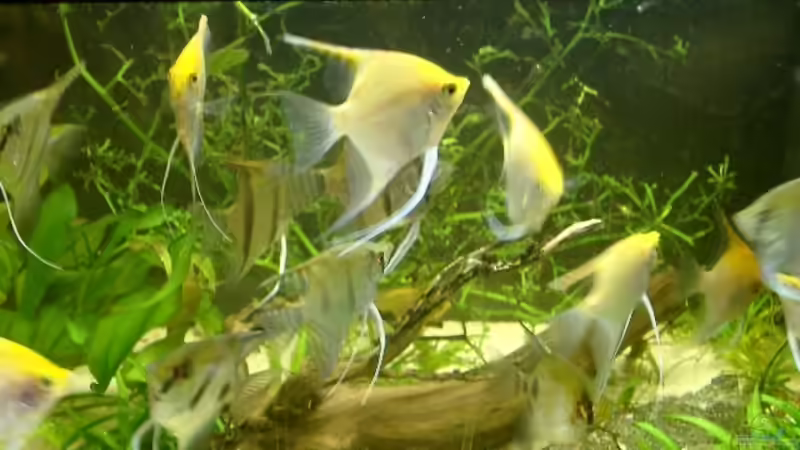 Userbild von kihada von kihada (4)