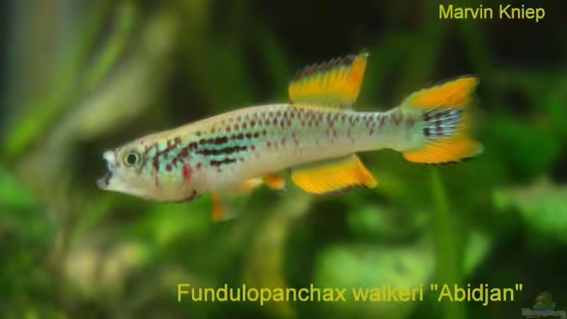 Userbild von Killifisch2001 von Killifisch2001 (4)