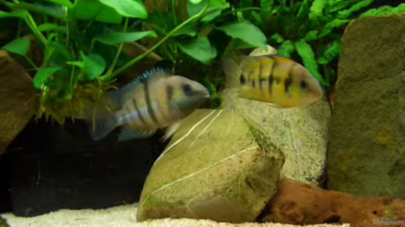 Userbild von Knorpelfisch von Knorpelfisch (13)