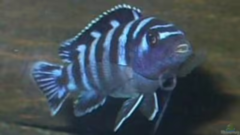 Userbild von Knut Hillmer von Knut Hillmer (23)