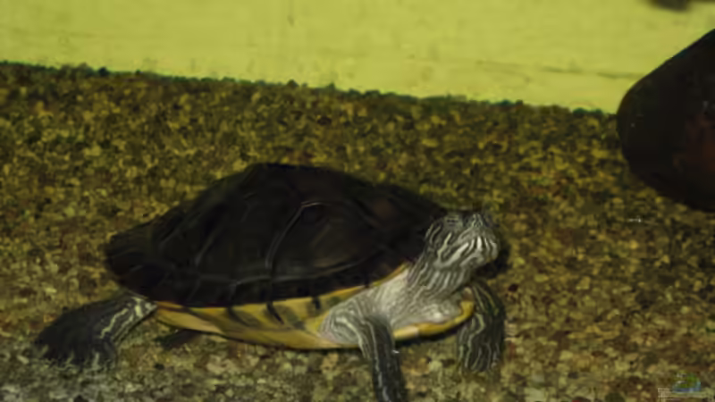 Userbild von Kocki von Kocki (16)