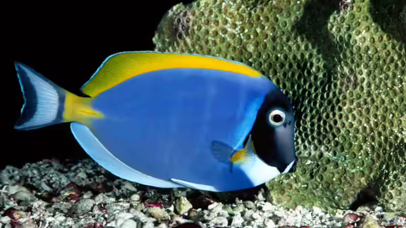 Userbild von Korallenriff von Korallenriff (14)