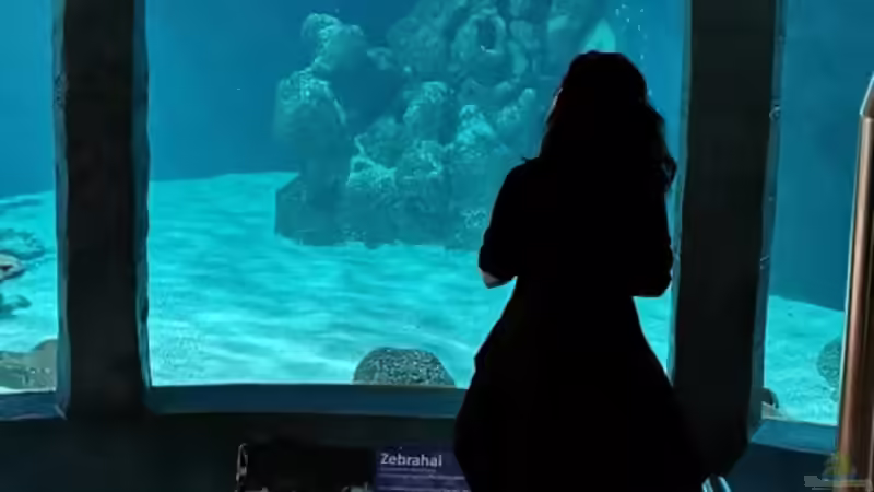 Userbild von Kuller von Kuller (9)