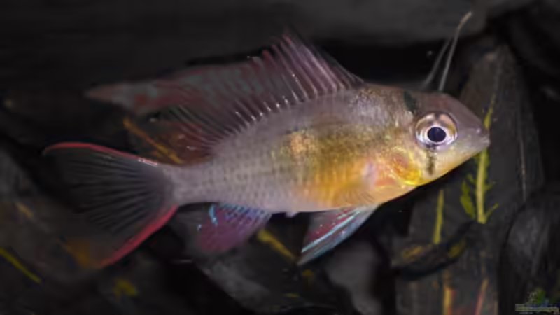 Userbild von Labeo bicolor von Labeo bicolor (15)