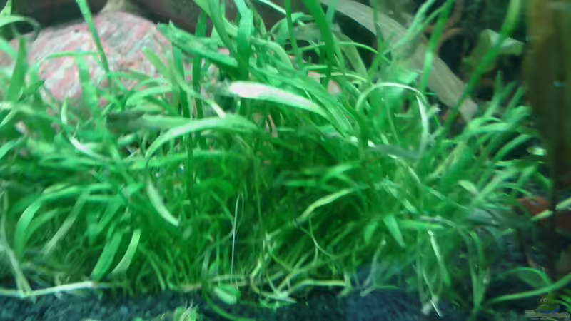 Userbild von LadyWolf von LadyWolf (3)