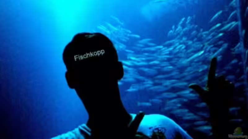 Userbild von LaikMe von LaikMe (25)