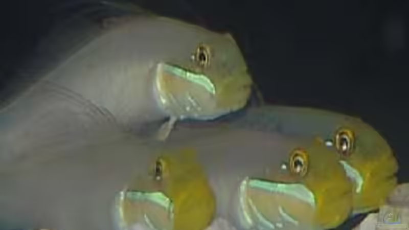 Userbild von Lessi von Lessi (40)