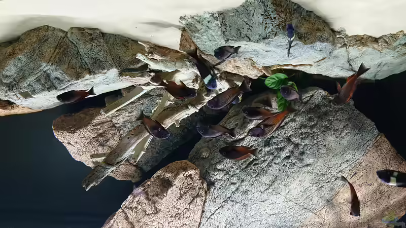 Userbild von Leucki von Leucki (24)