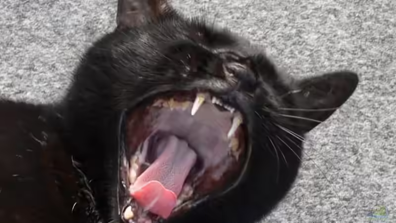 Userbild von Lexterpower von Lexterpower (37)