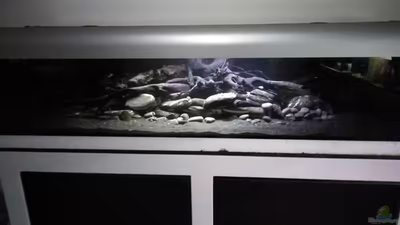 Userbild von Lindau Welse von Lindau Welse (3)