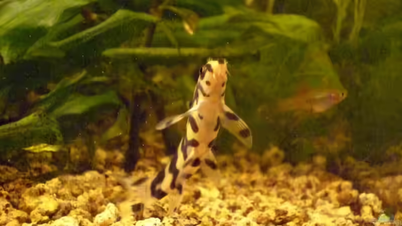 Userbild von Linkman von Linkman (14)