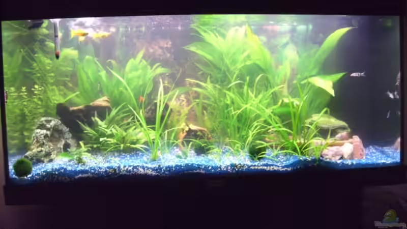 Userbild von Lollipop von Lollipop (37)