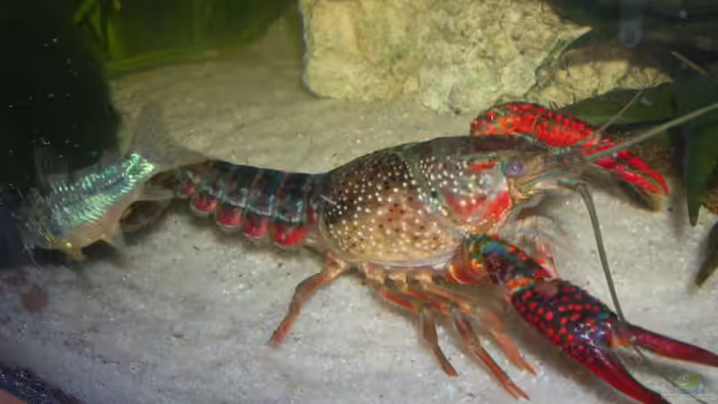 Userbild von Louisiana von Louisiana (4)