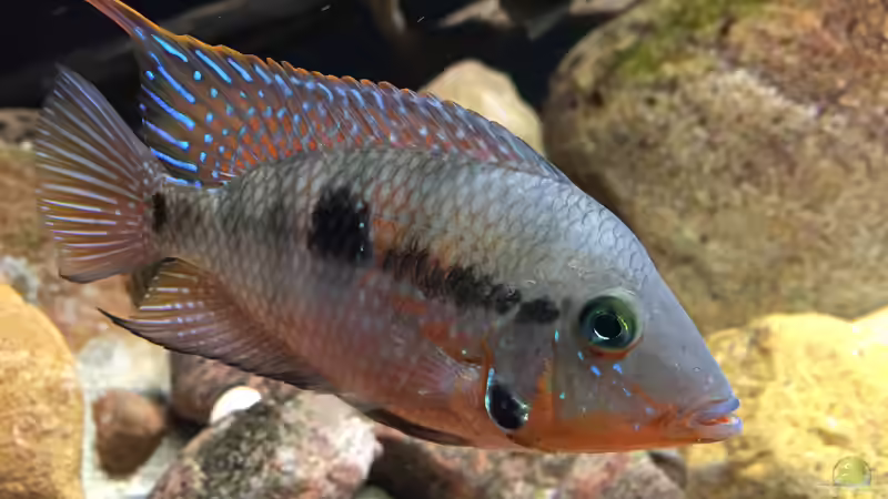 Userbild von Lutten81 von Lutten81 (49)