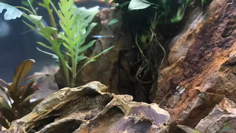 Userbild von Maguma von Maguma (15)