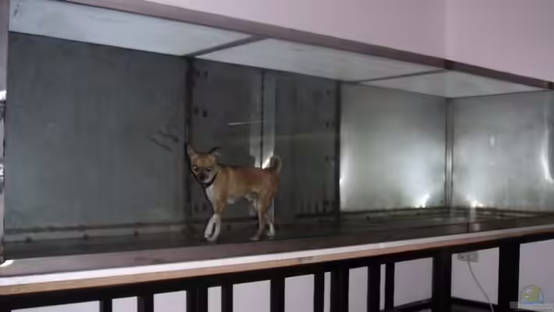 Userbild von malawi-fish von malawi-fish (25)