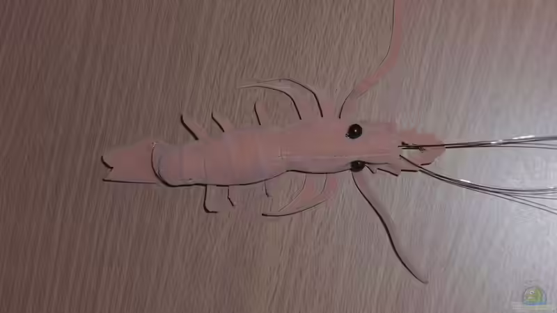 Userbild von Malawi TOM von Malawi TOM (21)