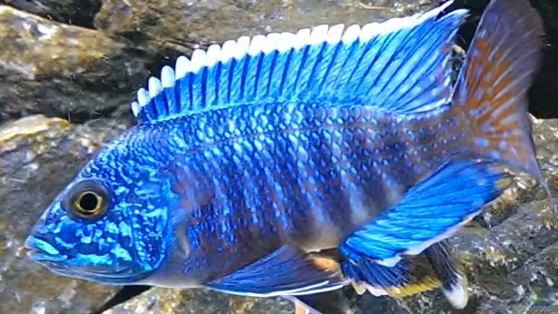 Userbild von Malawi91 von Malawi91 (31)