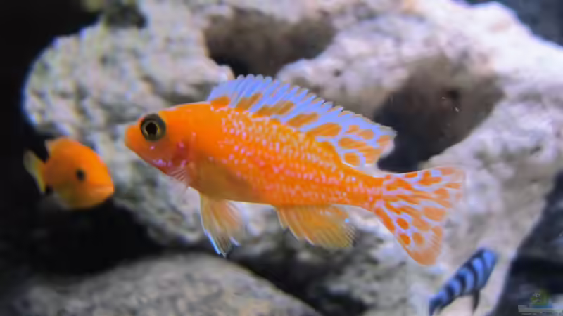 Userbild von Malawifürst von Malawifürst (13)