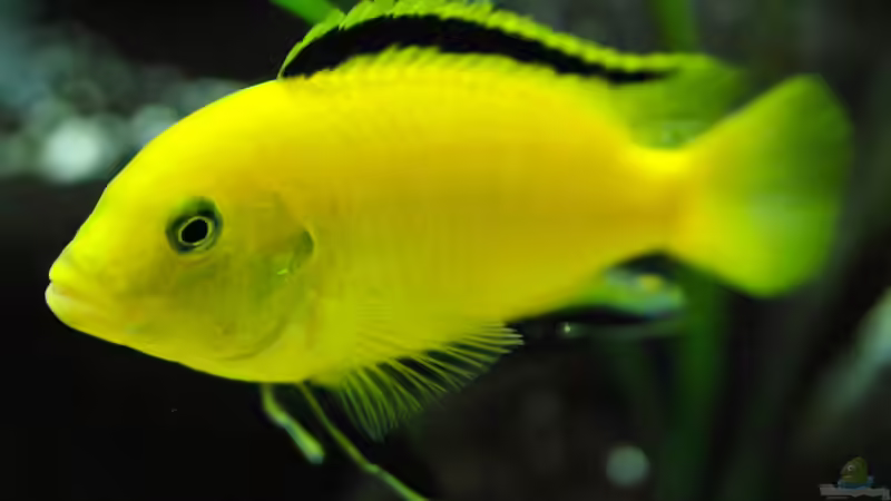 Userbild von Manfred B. von Manfred B. (18)